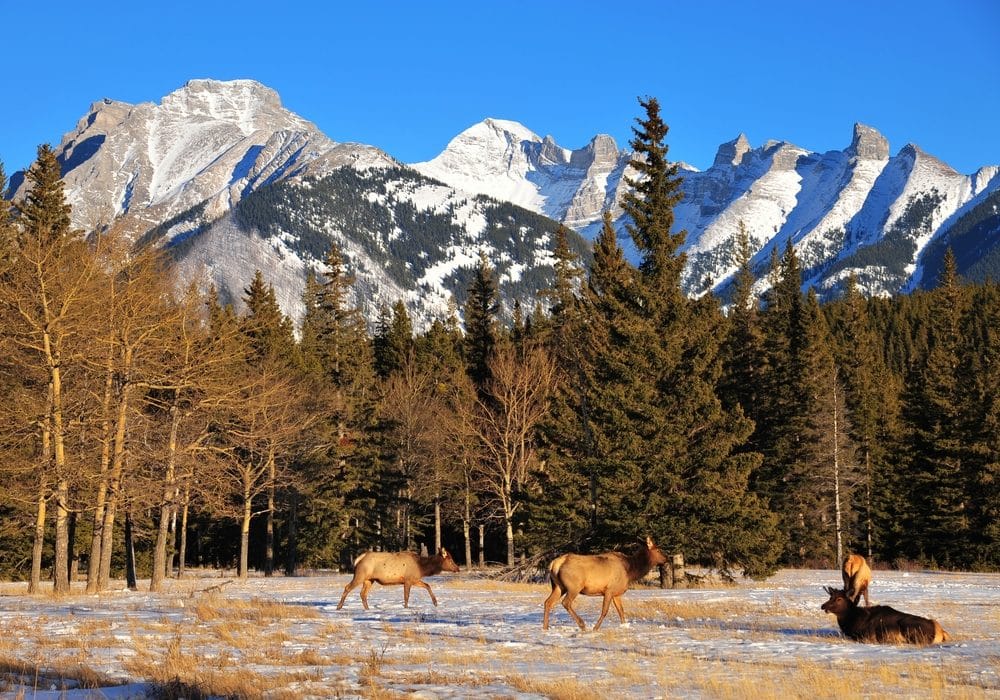 Two elk in a snowy field with a pine forest and snow-capped mountains in the background.